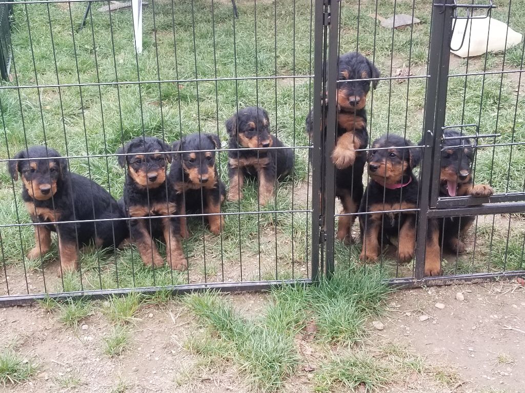 Des Hautes Limeres - Chiot disponible  - Airedale Terrier