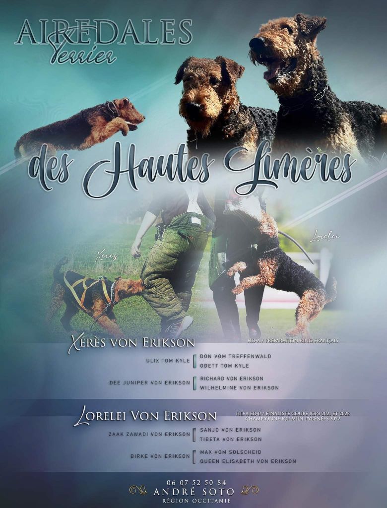 Des Hautes Limeres - Chiot femelle  disponible à partir du 1 mois  octobre 2022